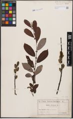 Foto von Salix cinerea L.